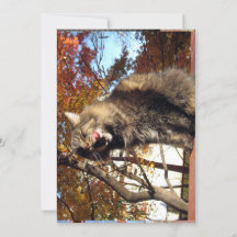 Engraçado Engraçado, Gatinho de Maine Coon Delicio