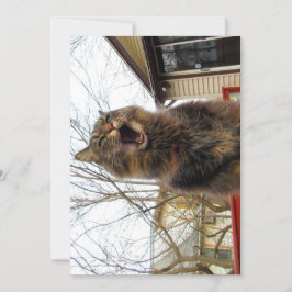 Engraçado Engraçado Gatinho de Maine Coon Eu sou u