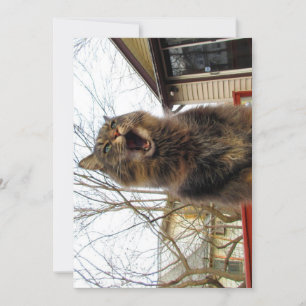 Engraçado Engraçado Gatinho de Maine Coon Eu sou u