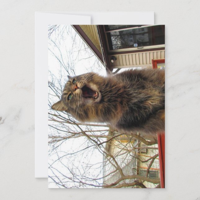 Engraçado Engraçado Gatinho de Maine Coon Eu sou u (Frente)