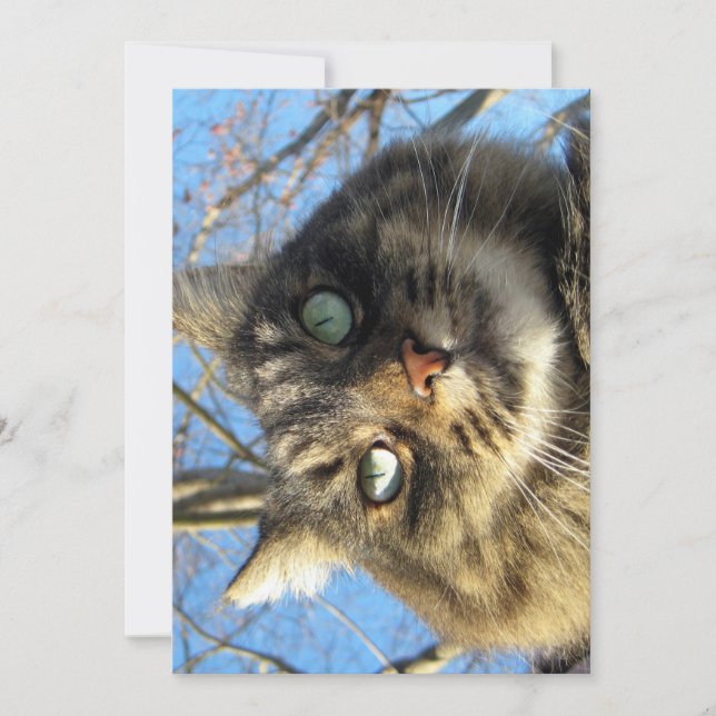 Engraçado Engraçado, Gatinho do Felpudo do Maine C (Frente)