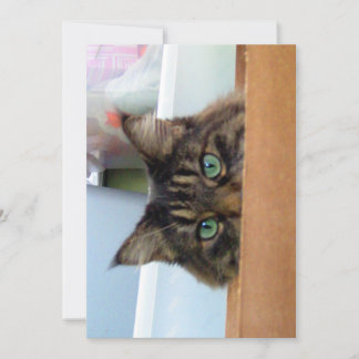 Engraçado Engraçado, Gatinho do Maine Coon espia u