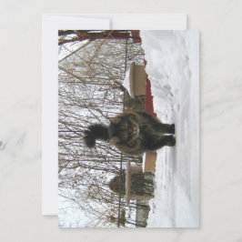 Engraçado Engraçado Maine Coon Deixe nevar