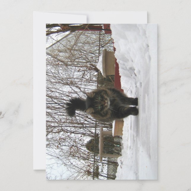 Engraçado Engraçado Maine Coon Deixe nevar (Frente)