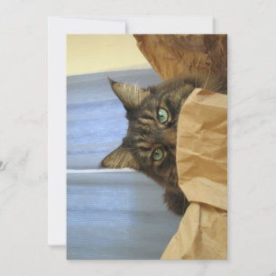 Engraçado Gatinho de Maine Coon Não estou aqui