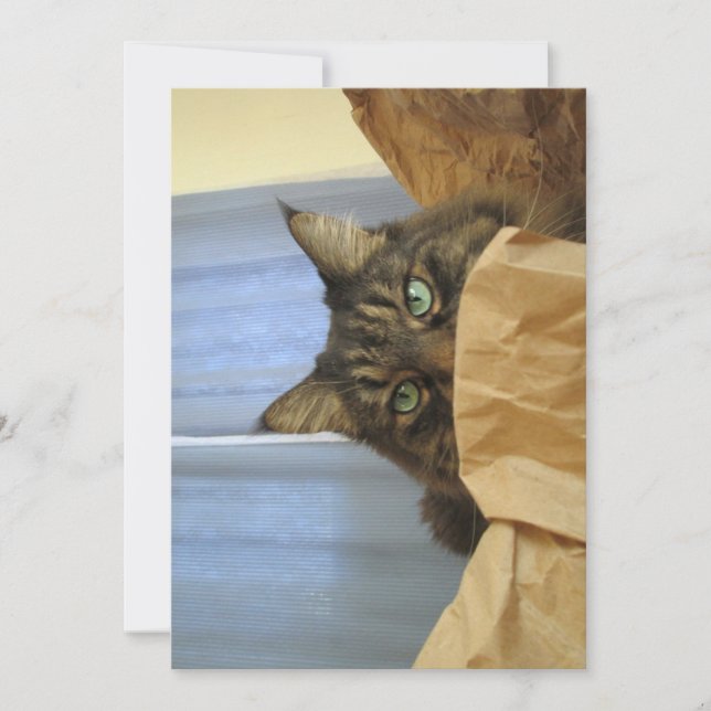 Engraçado Gatinho de Maine Coon Não estou aqui (Frente)