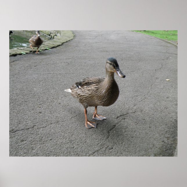 Engraçado Impressão do Duque Waddling (Frente)