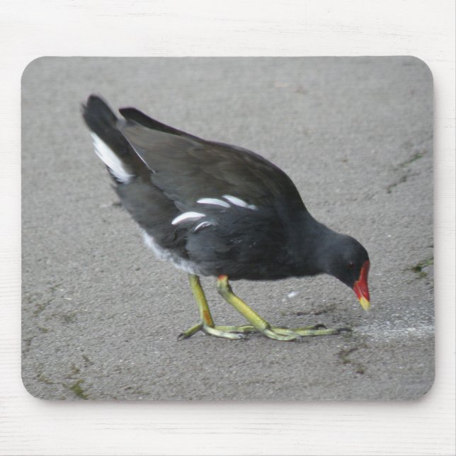 Engraçado Moorhen Pegue um Arco Mousepad (Frente)