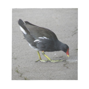 Engraçado Moorhen Pegue um Bloco de Notas de Arco