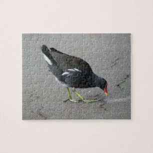 Engraçado Moorhen Tome um Quebra-cabeça Arco