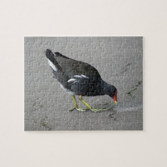 Engraçado Moorhen Tome um Quebra-cabeça Arco (Horizontal)