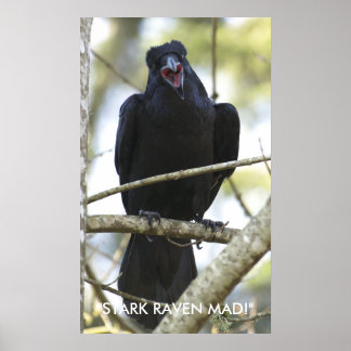 Engraçado Raven Wildlife Photo Poster