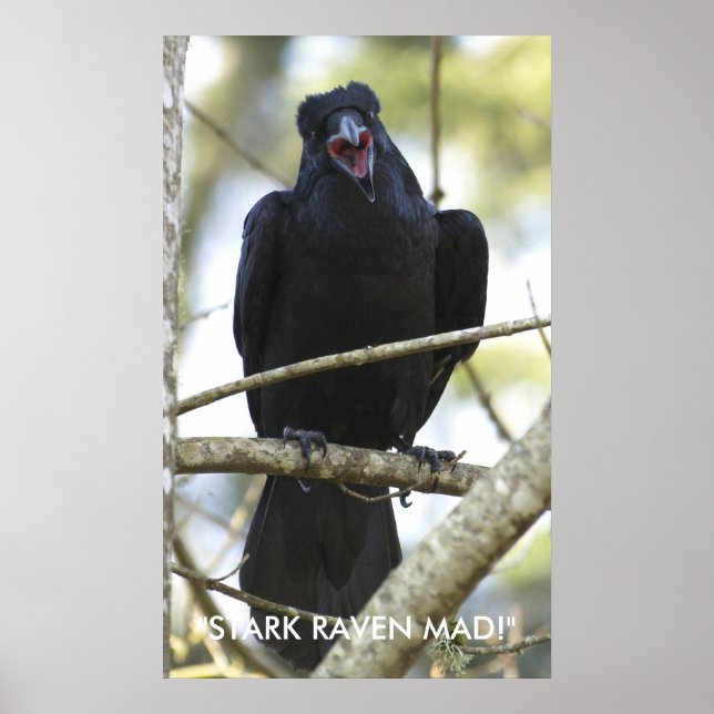 Engraçado Raven Wildlife Photo Poster (Frente)