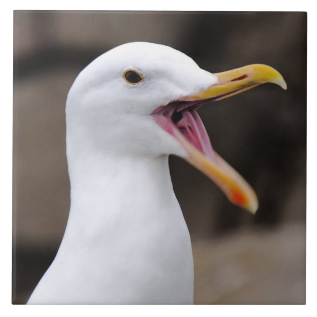 ENGRAY Seagull (Frente)