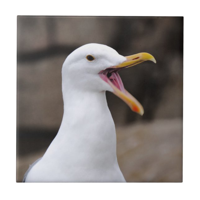 ENGRAY Seagull (Frente)