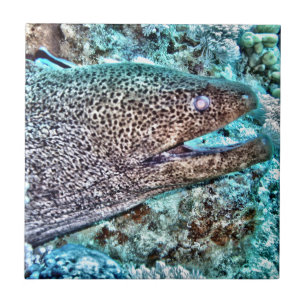 Enguia de Moray