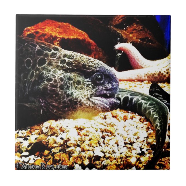 Enguia em Destaque (Frente)