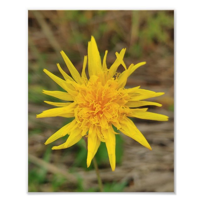 Enlar de Fotografias do Kodak Professional Photo P (Frente)