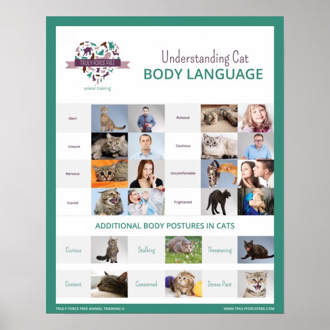 Entendendo o Cat Body Language 16 x 20 Poster (Frente)