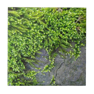 Entodon seductrix verde-musgo na pedra cinza