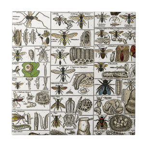 Entomologia do vintage
