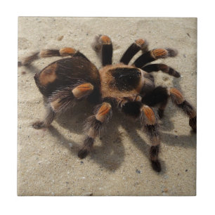 Envenenamento tarantula brachypelma vermelho-joelh