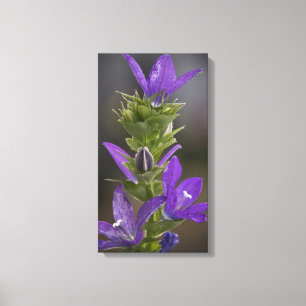 Envoltório roxo das canvas da galeria do prazer