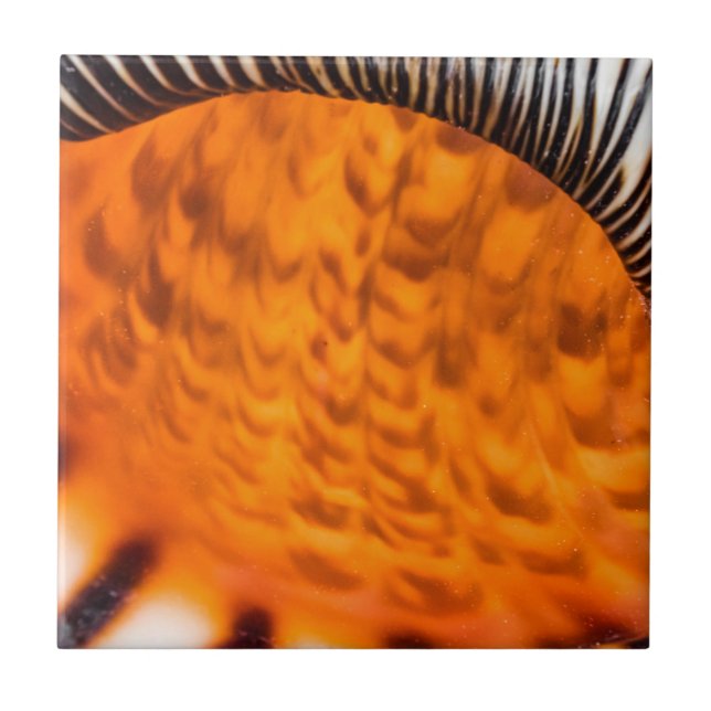 Enxertia em rede (Frente)