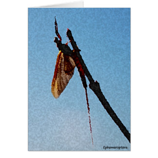 Ephemeroptera - cartão