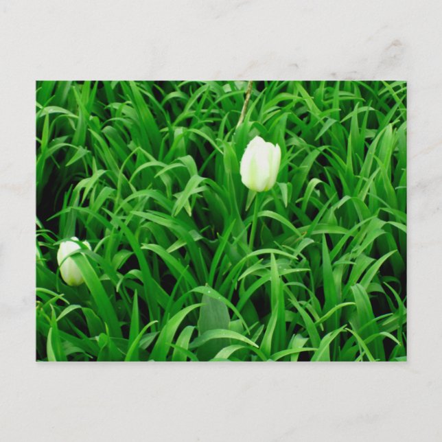 Época de Primavera para Cartão Postal (Frente)