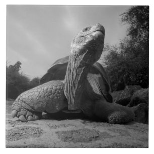 Equador, Parque Nacional Ilhas Galápagos, Santa