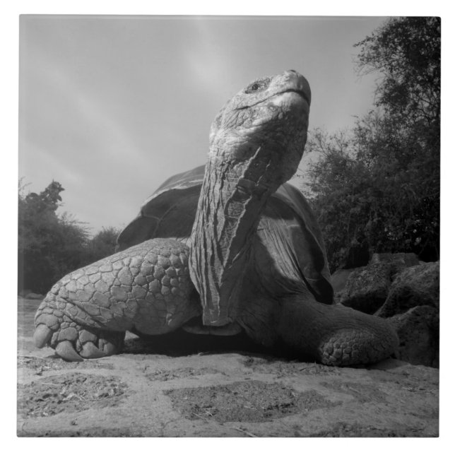Equador, Parque Nacional Ilhas Galápagos, Santa (Frente)