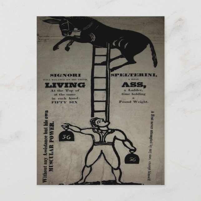 Equilibrando um Burro Vivo ~ Cartão Postal (Frente)