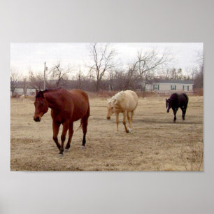 Equine Siga o Poster Líder