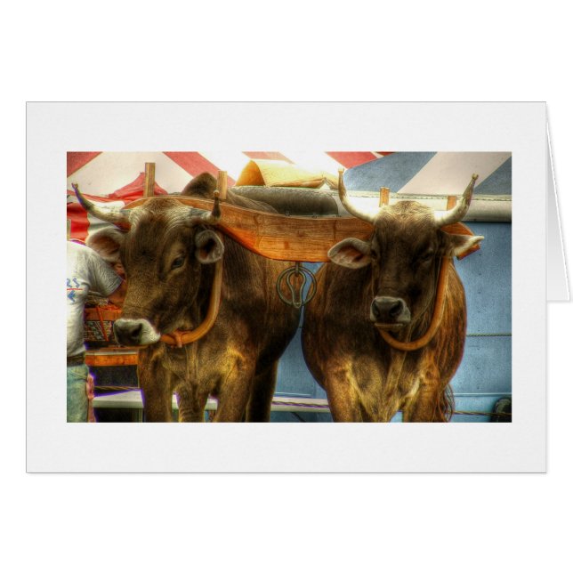 Equipe dos bois no sanduíche justo: Cartão (Frente Horizontal)