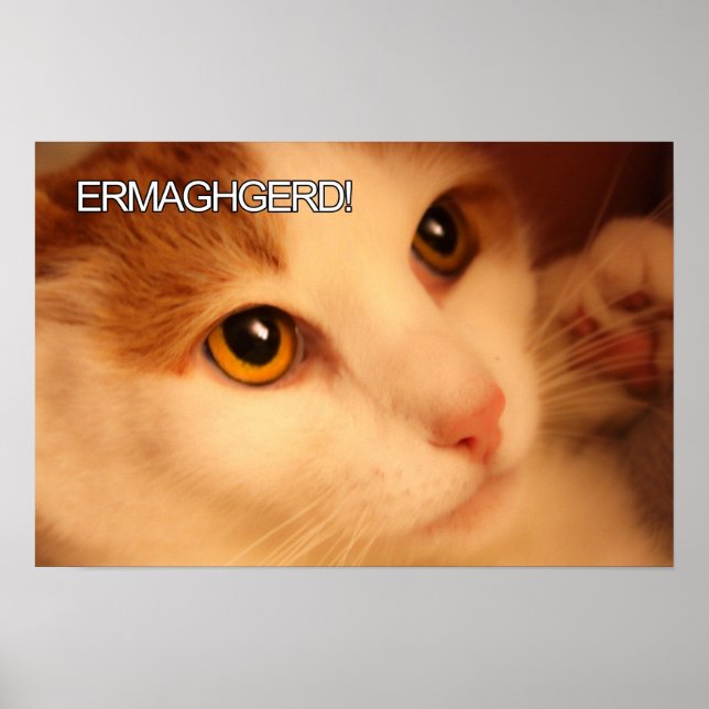 Ermahgerd Cute Orange Cat Poster (Frente)