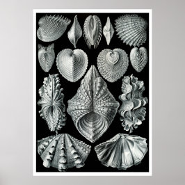 ERNST HAECKEL: Acephala, Poster de arte de qualida