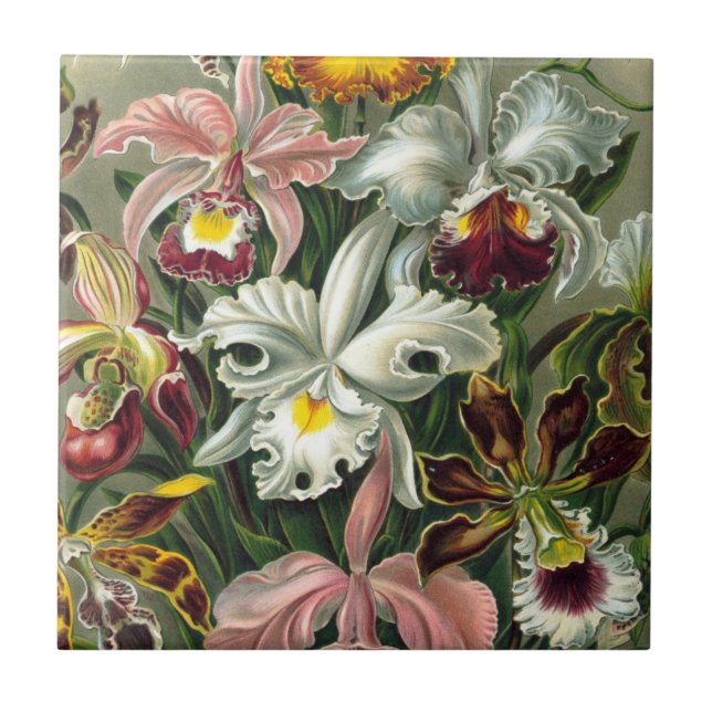 Ernst Haeckel Art Impressão: Orchidae Oncidiums, t (Frente)