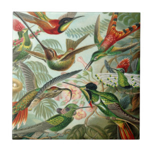 Ernst Haeckel Art Impressão: Trochilidae