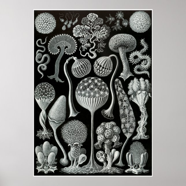 Ernst Haeckel Artforms Da Nature Impressão (Frente)