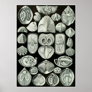 Ernst Haeckel Artforms Da Nature Impressão