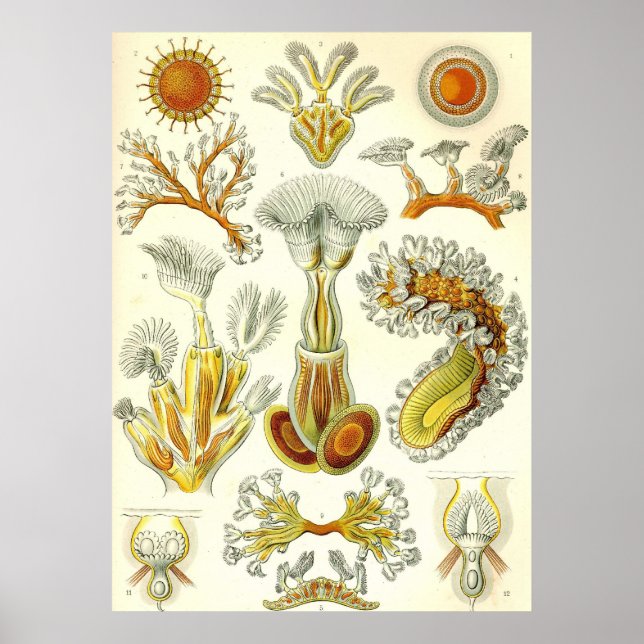 Ernst Haeckel - Bryozoa Poster (Frente)