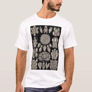 Ernst Haeckel - Camiseta Bryozoa2