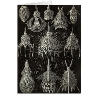 Ernst Haeckel - cartão de Cyrtoidea
