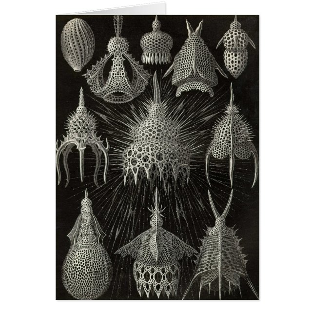 Ernst Haeckel - cartão de Cyrtoidea (Frente)