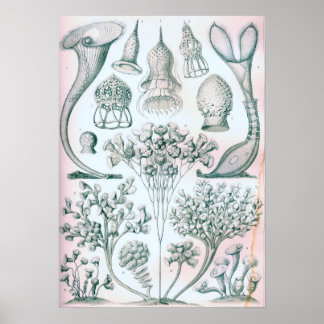 Ernst Haeckel Ciliata Poster