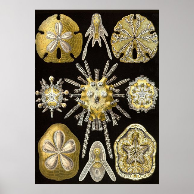 Ernst Haeckel - Echinidea Poster (Frente)