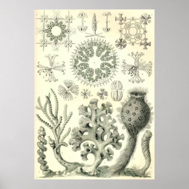 Ernst Haeckel - Hexactinellae Poster (Frente)