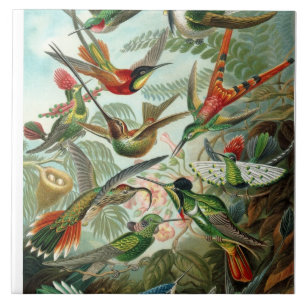 Ernst Haeckel Hummingbird - Formas de Arte da Natu