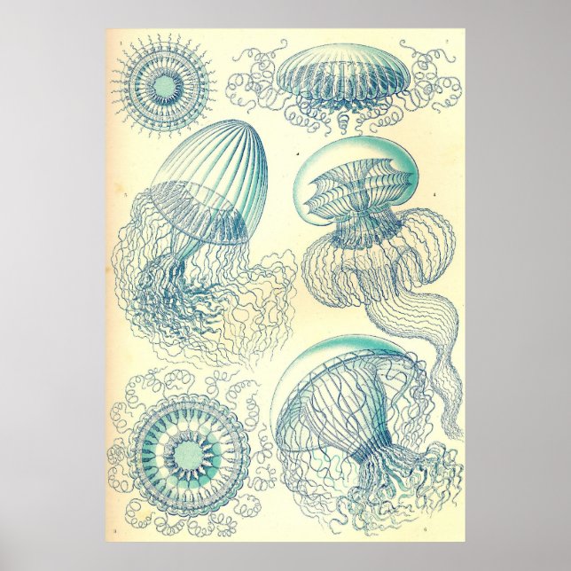 Ernst Haeckel - Leptomedusae Poster (Frente)